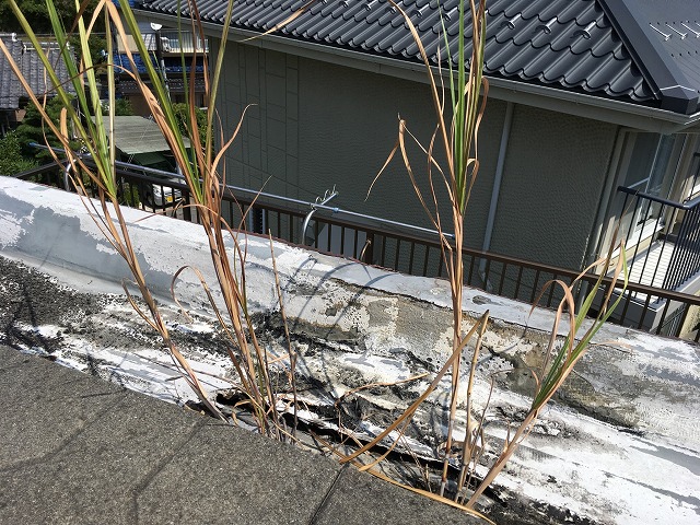 防水層を破って草が生えている